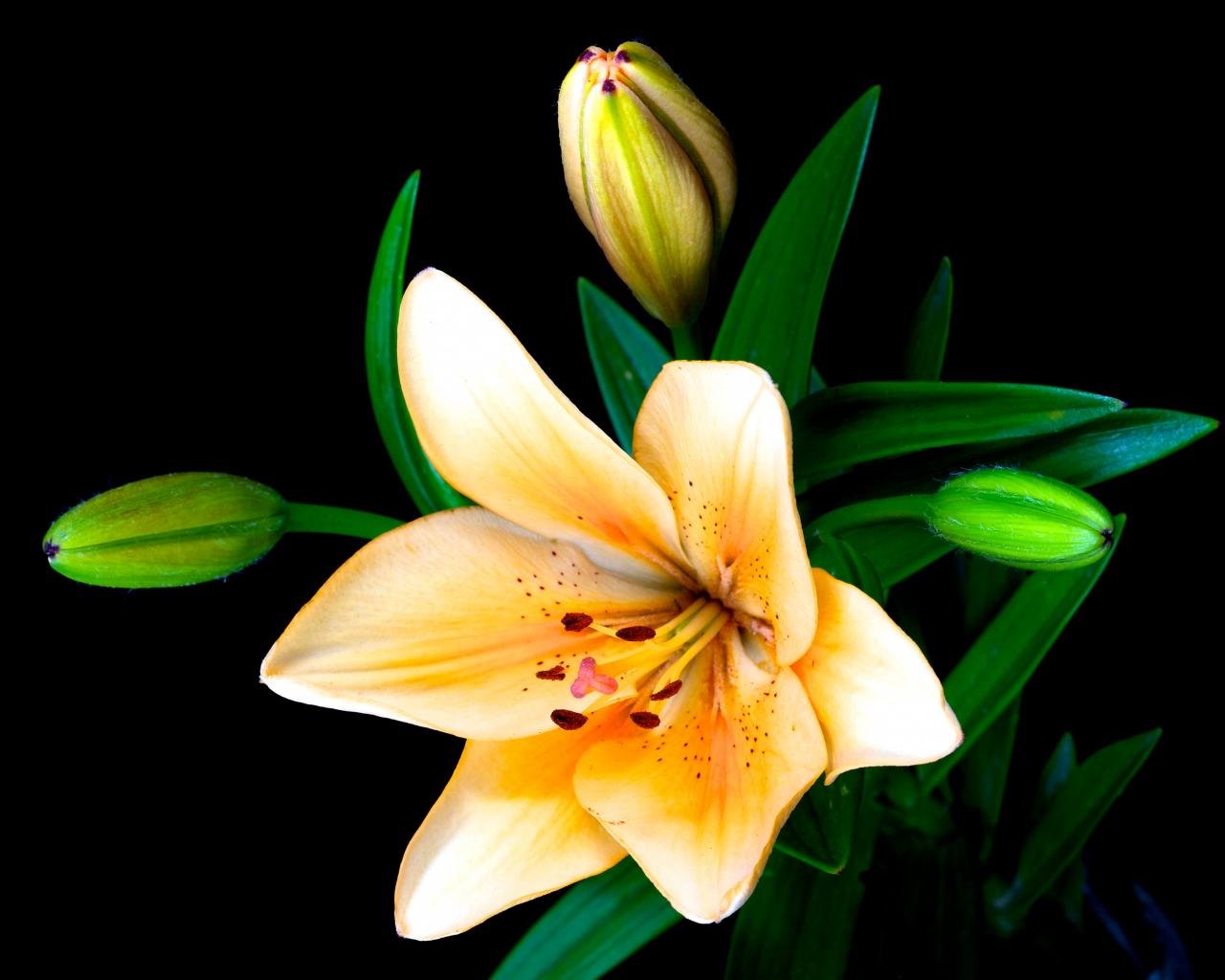 Free download Lily background ID:132144 hd 1280x1024 for PC