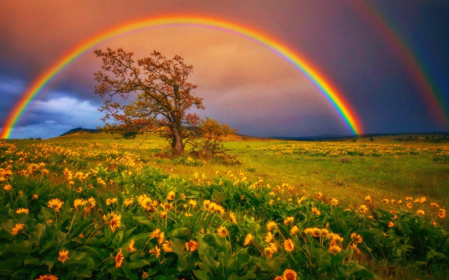 Awesome Rainbow free wallpaper ID:402863 for hd 1440x900 computer