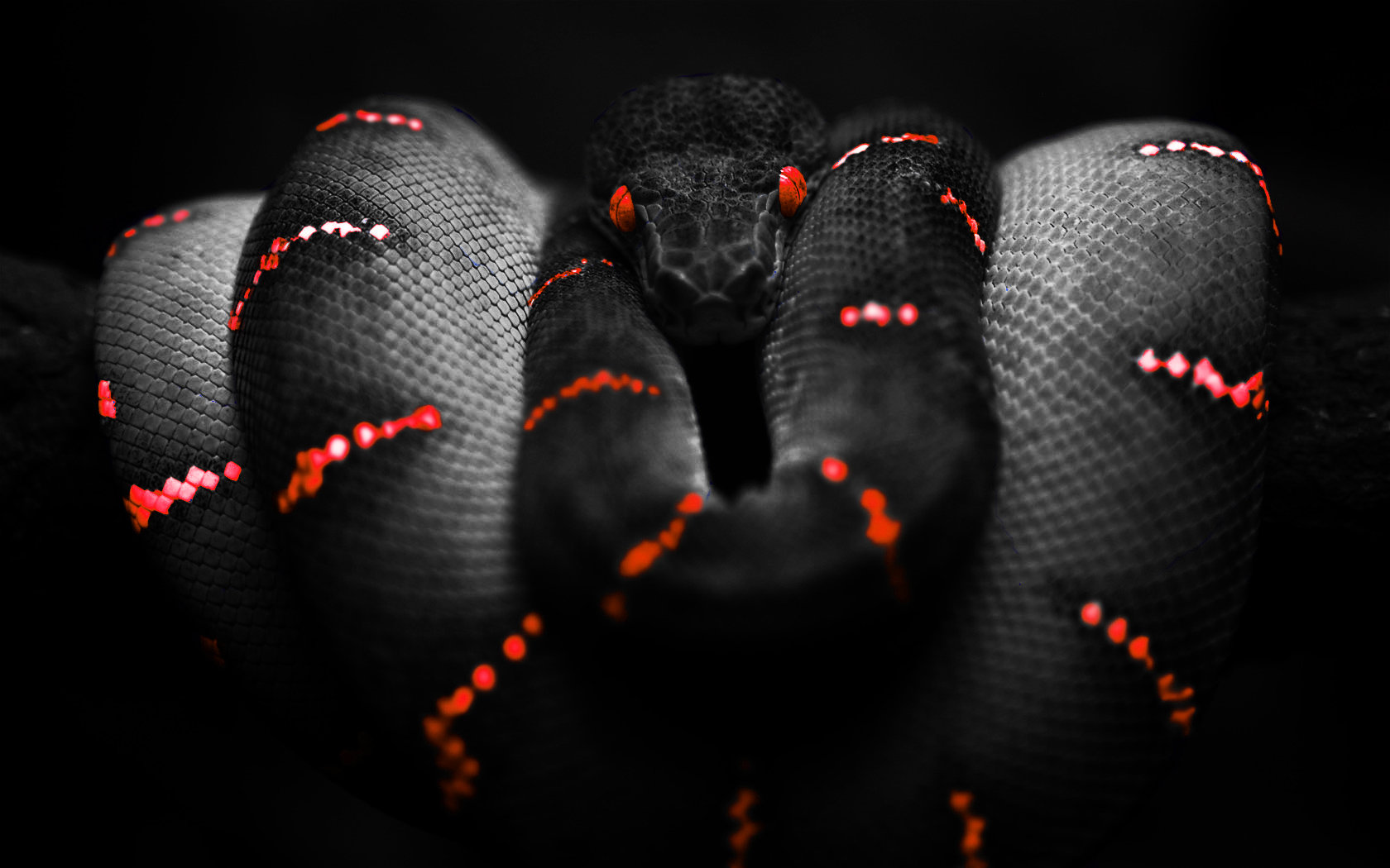 Free download Snake wallpaper ID:137172 hd 1680x1050 for PC