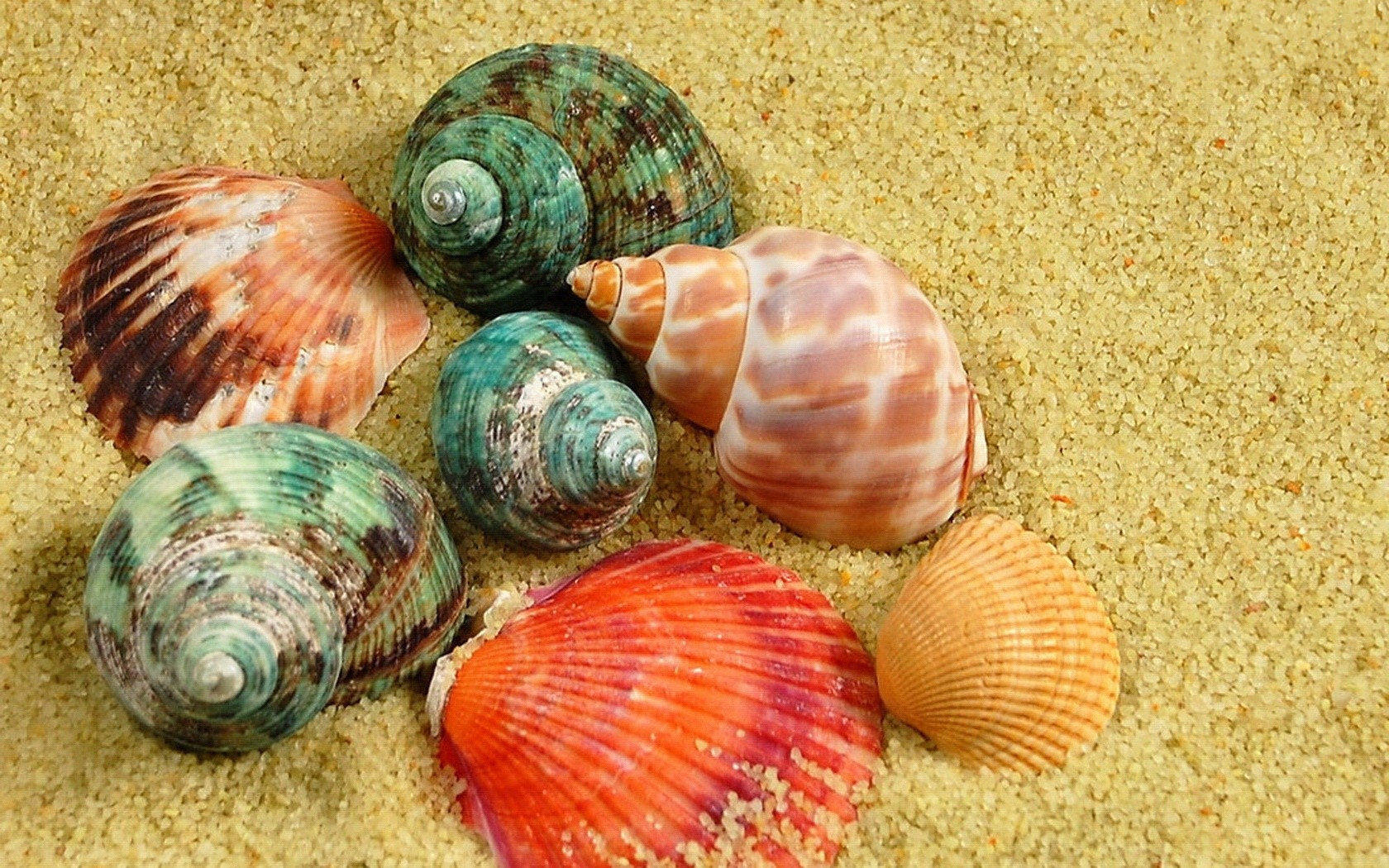 Free Shell high quality background ID:449889 for hd 1680x1050 desktop