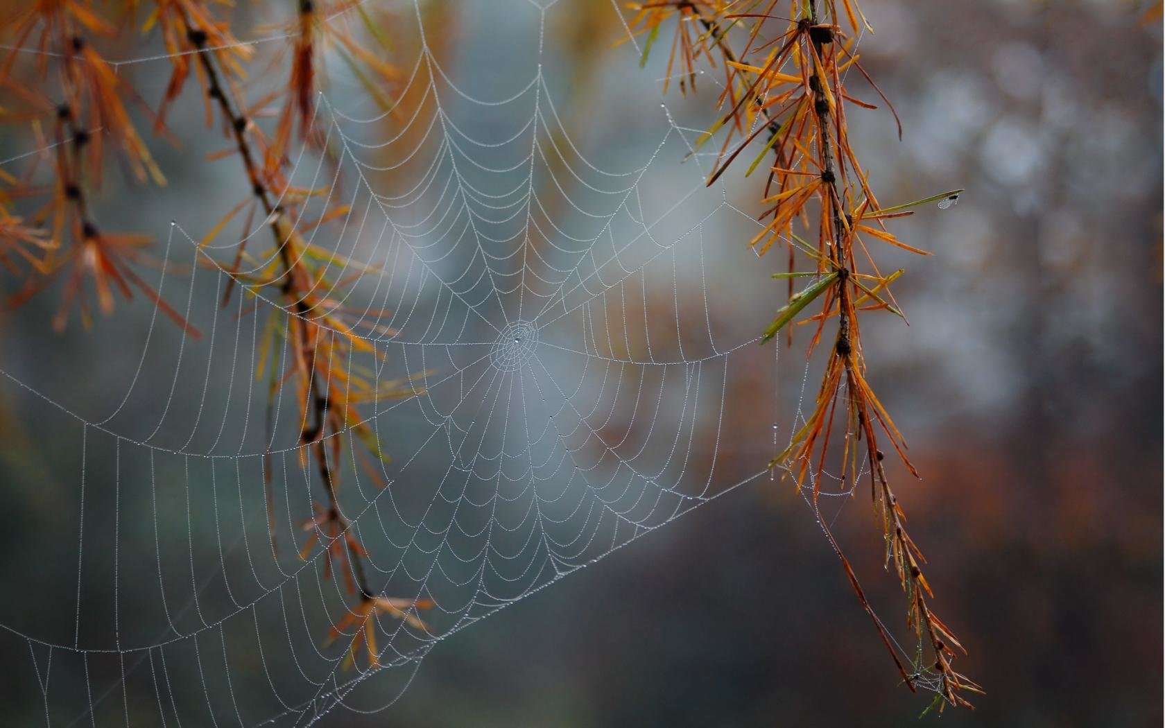 Free download Spider Web background ID:184755 hd 1680x1050 for computer