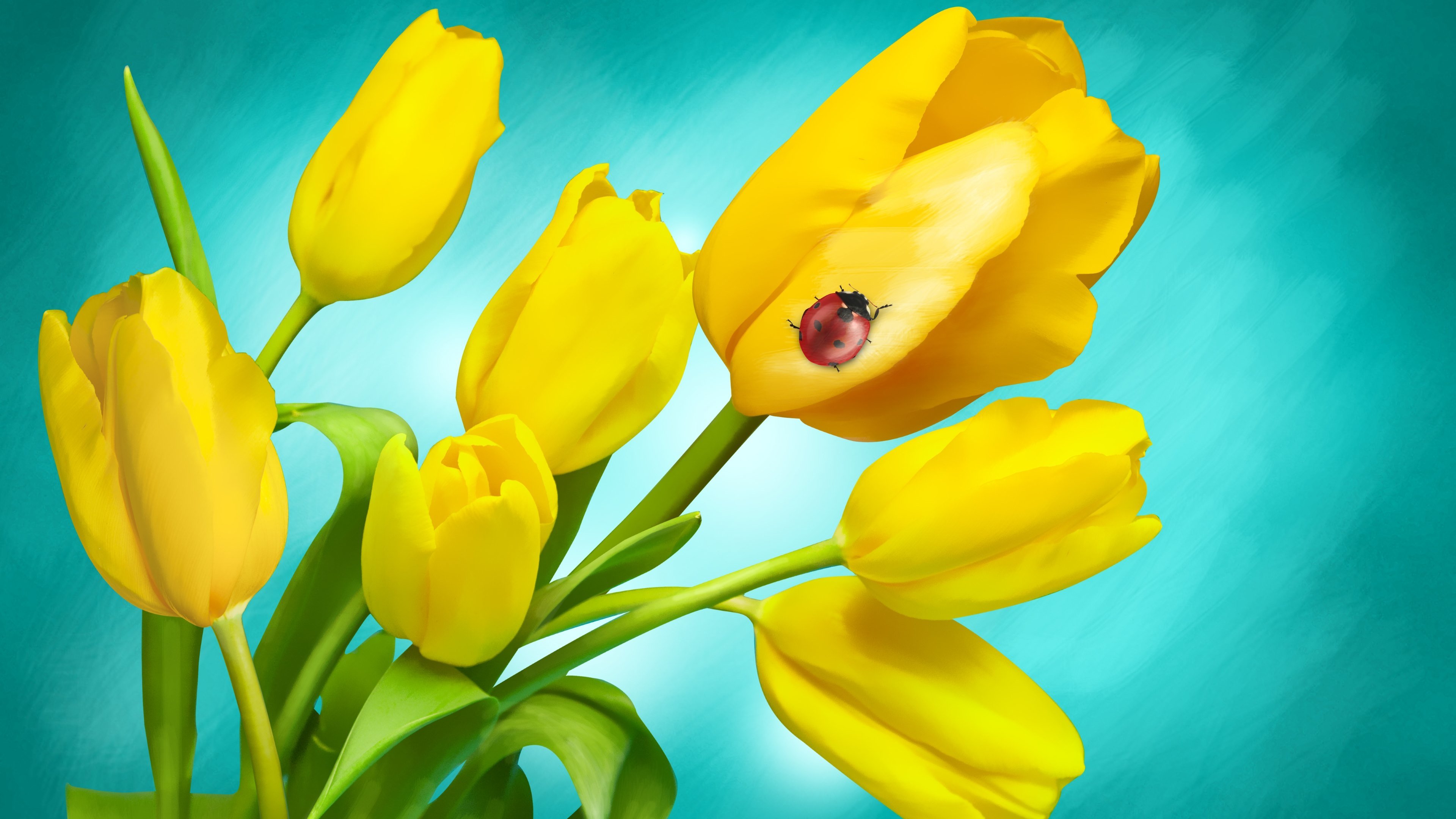 Free download Tulip background ID:157561 uhd 4k for computer