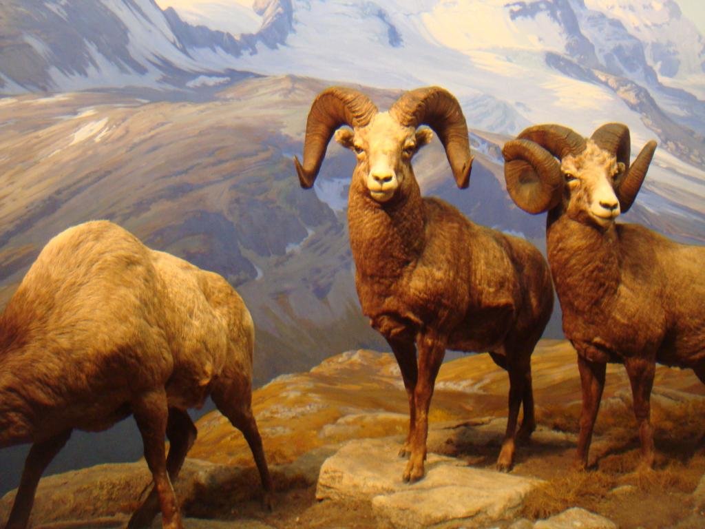 Best Bighorn Sheep wallpaper ID:445224 for High Resolution hd 1024x768 computer