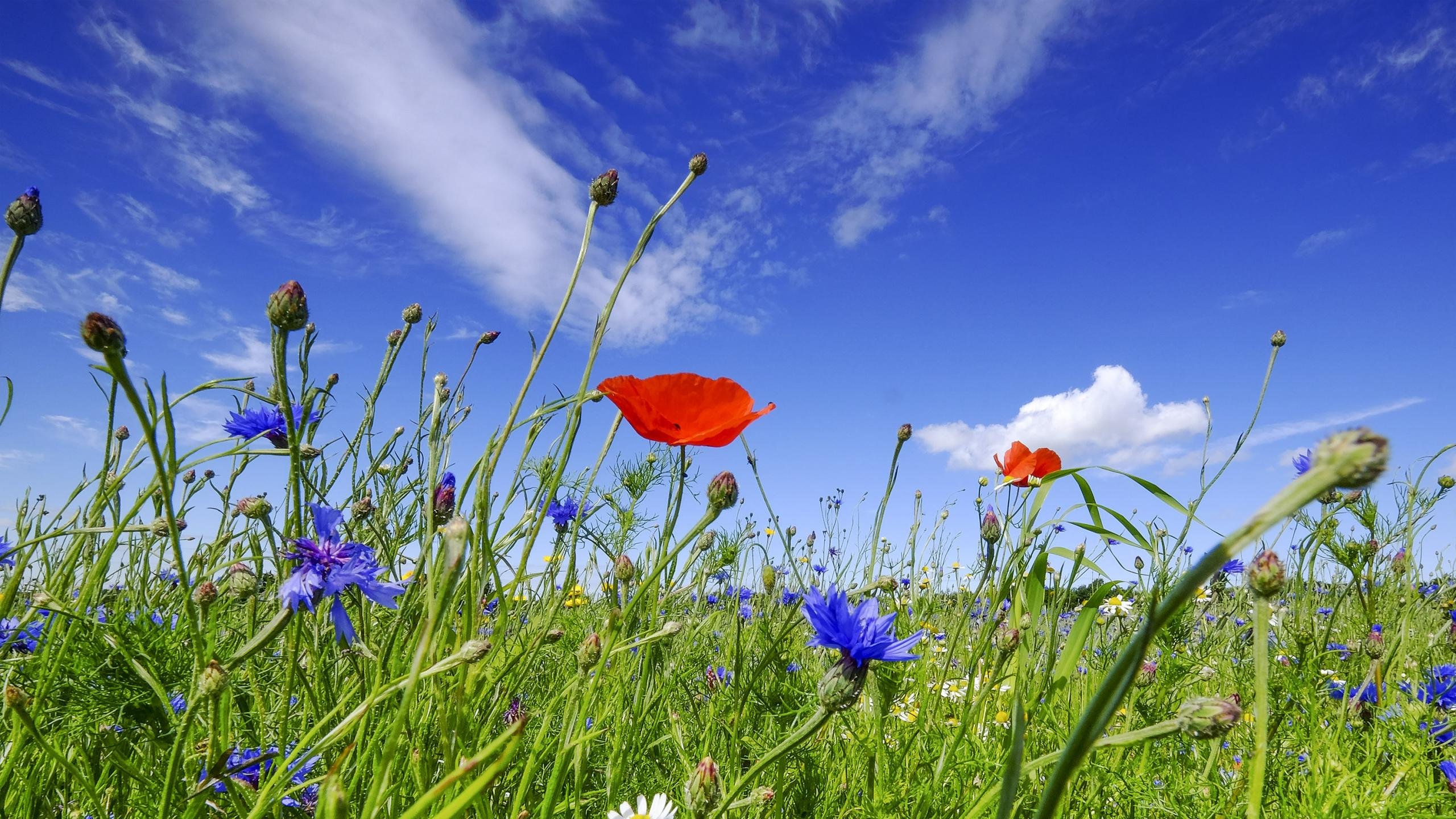 Download hd 2560x1440 Meadow computer wallpaper ID:344930 for free