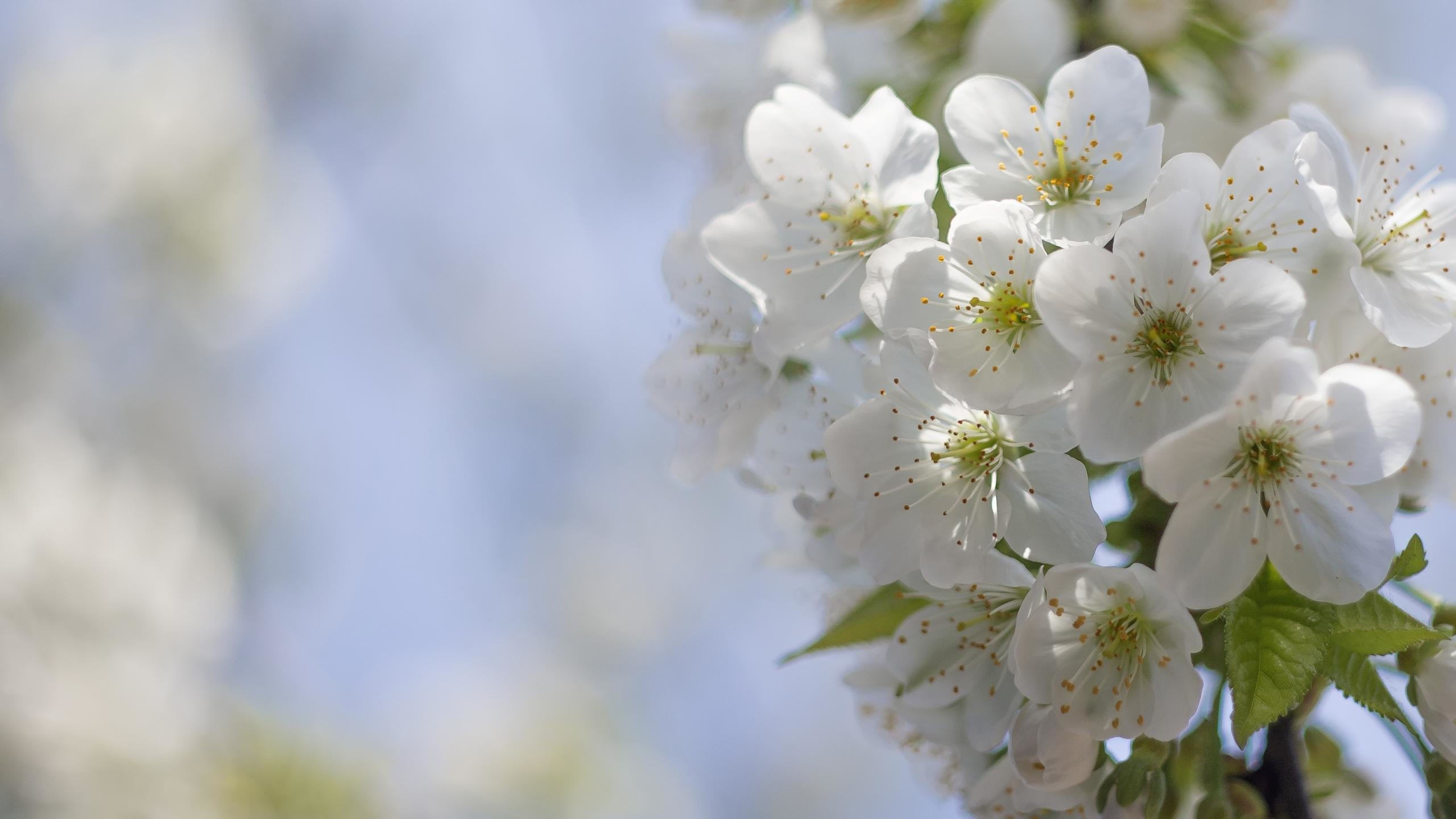 Awesome Blossom free wallpaper ID:333311 for hd 2560x1440 PC