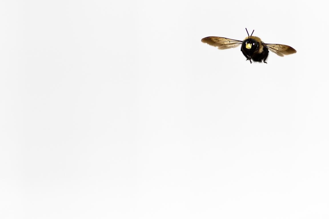 Free Bumblebee high quality background ID:333982 for hd 1152x768 desktop