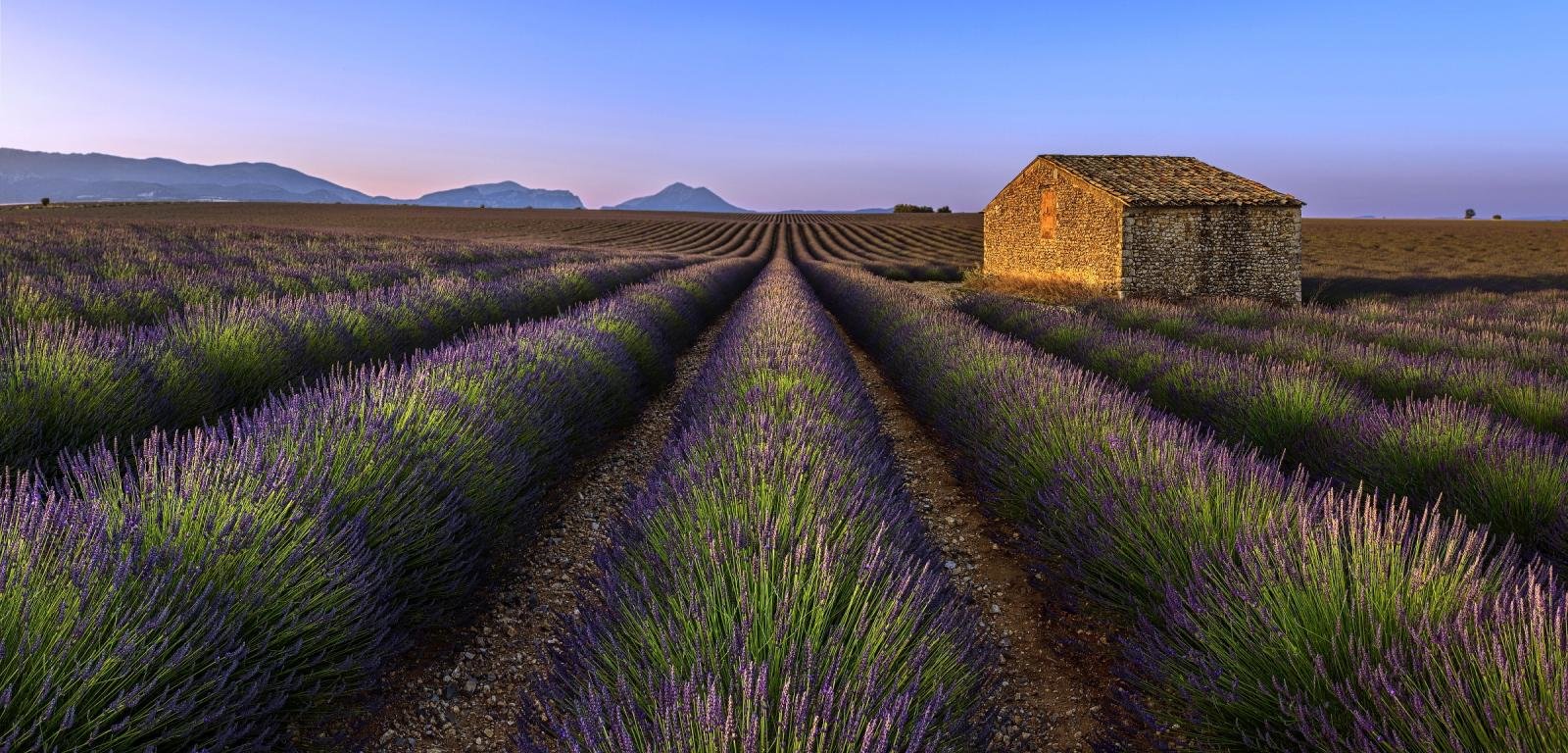 High resolution Lavender hd 1600x768 wallpaper ID:67439 for PC