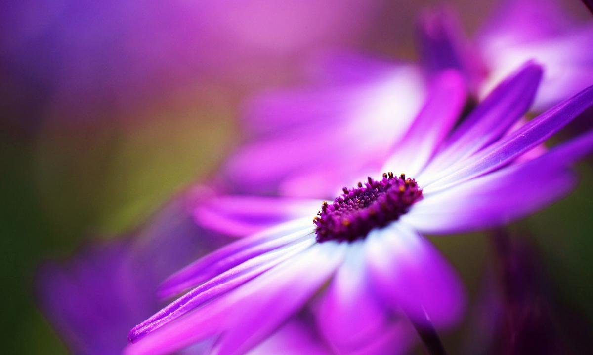 Awesome Daisy free wallpaper ID:363187 for hd 1200x720 PC