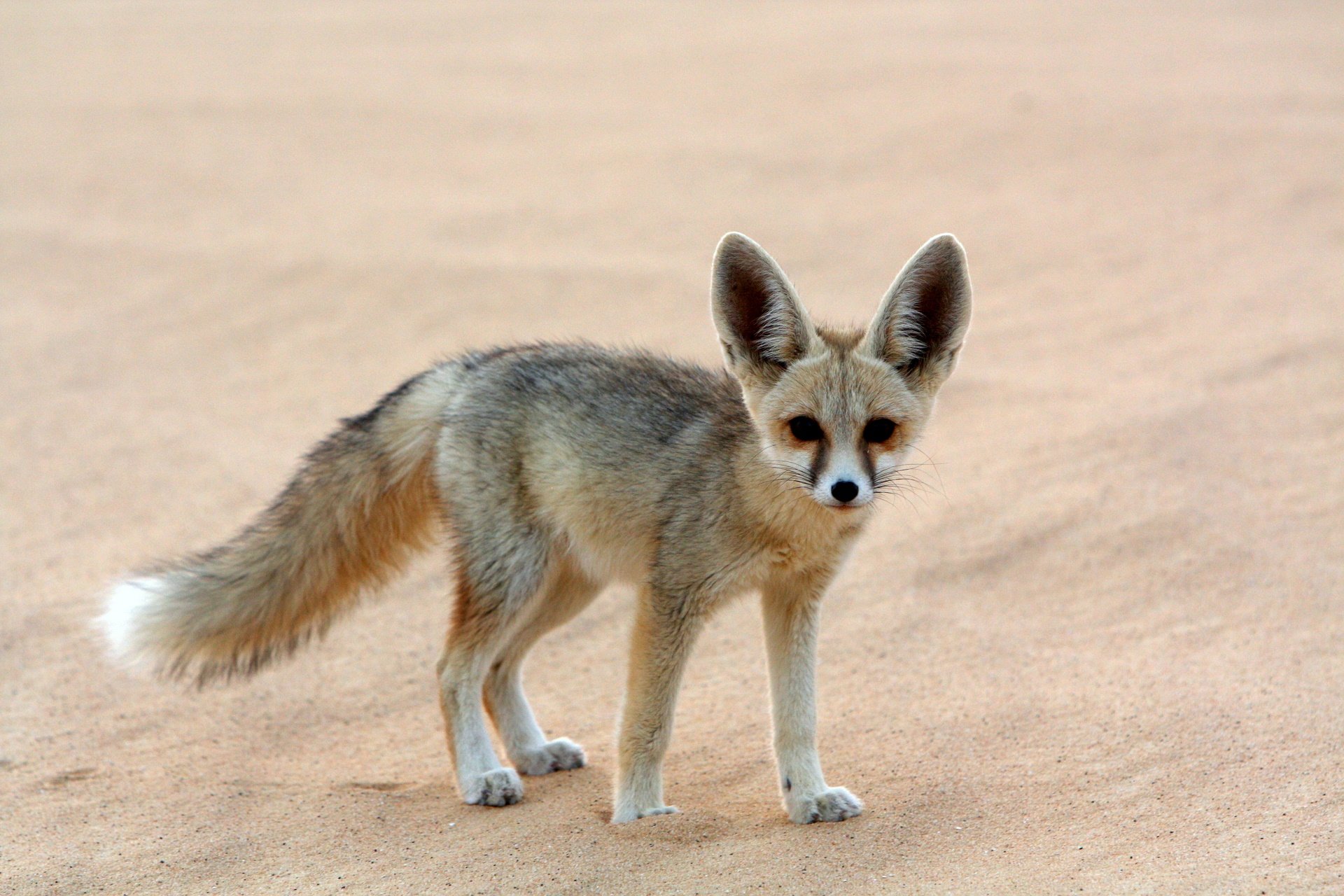 Awesome Fennec Fox free background ID:137688 for hd 1920x1280 PC