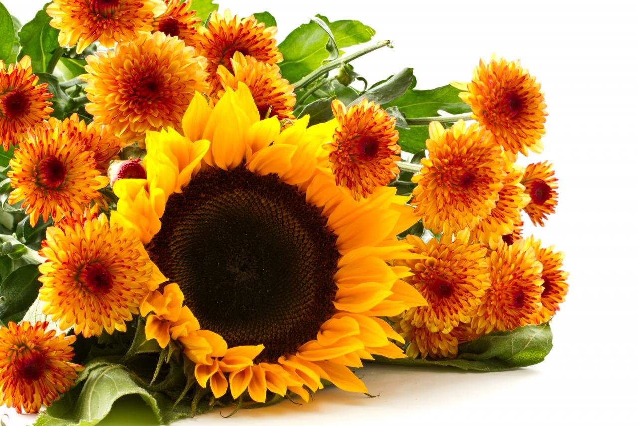 Free download Sunflower wallpaper ID:226331 hd 1280x854 for desktop