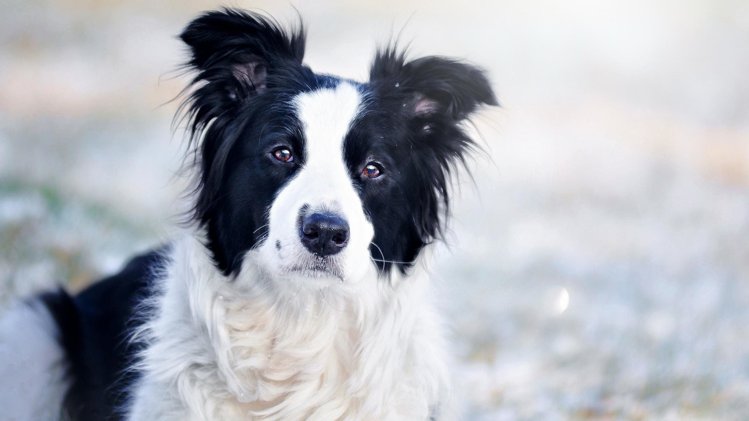 Free Border Collie high quality background ID:165904 for hd 2560x1440 PC