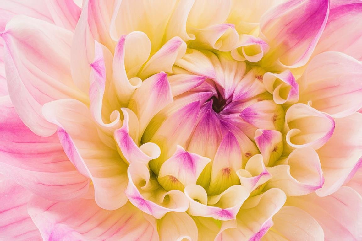 Free download Dahlia background ID:174521 hd 1152x768 for PC