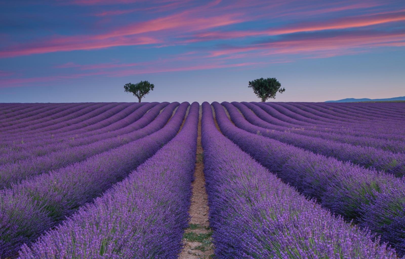 Free download Lavender background ID:67534 hd 1600x1024 for computer