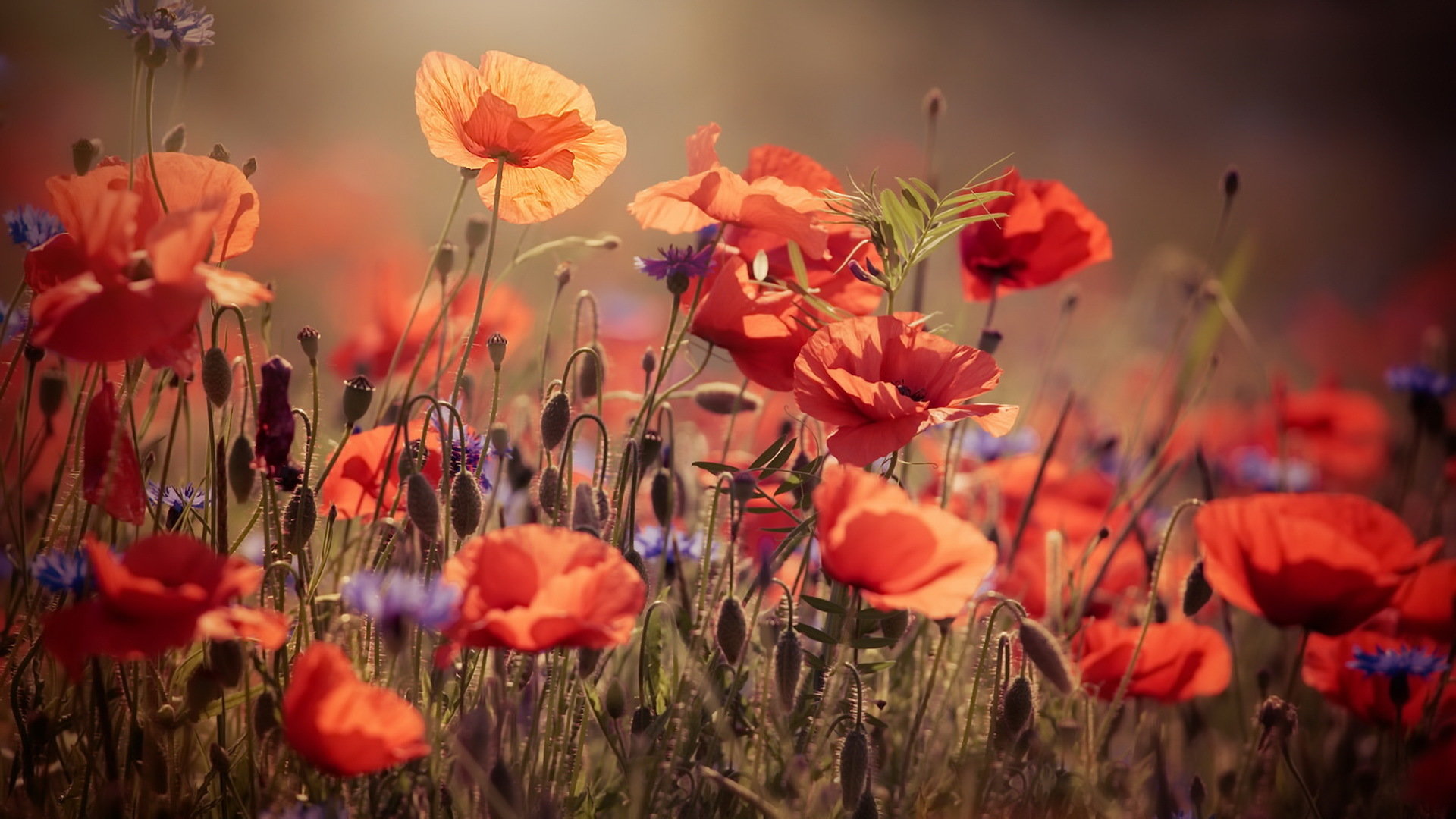 Best Poppy background ID:100002 for High Resolution full hd 1080p PC