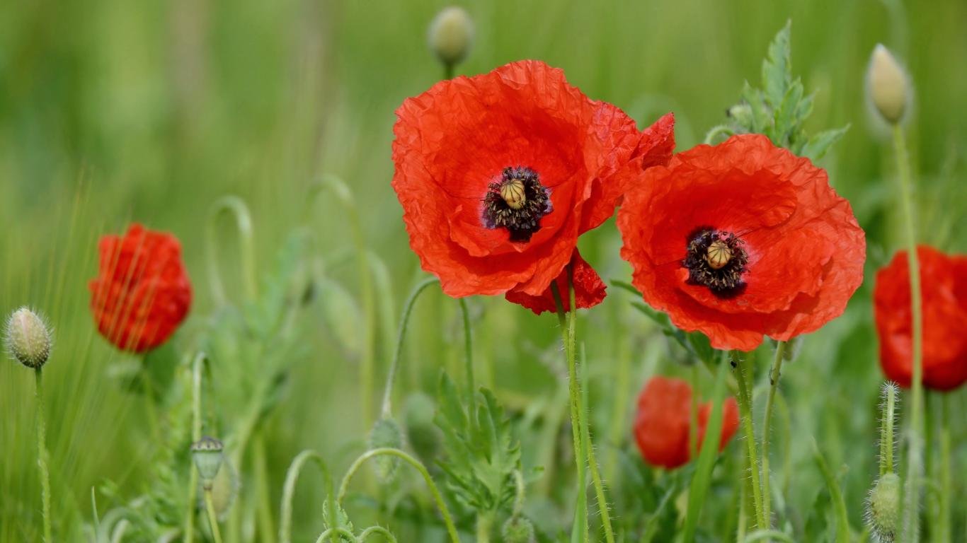 Best Poppy background ID:100006 for High Resolution hd 1366x768 PC