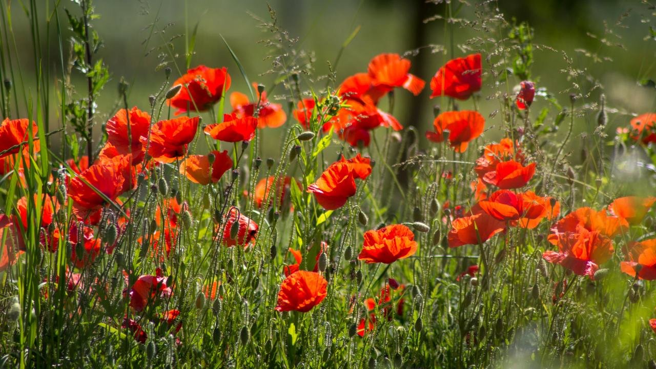 Free download Poppy wallpaper ID:100005 hd 720p for computer