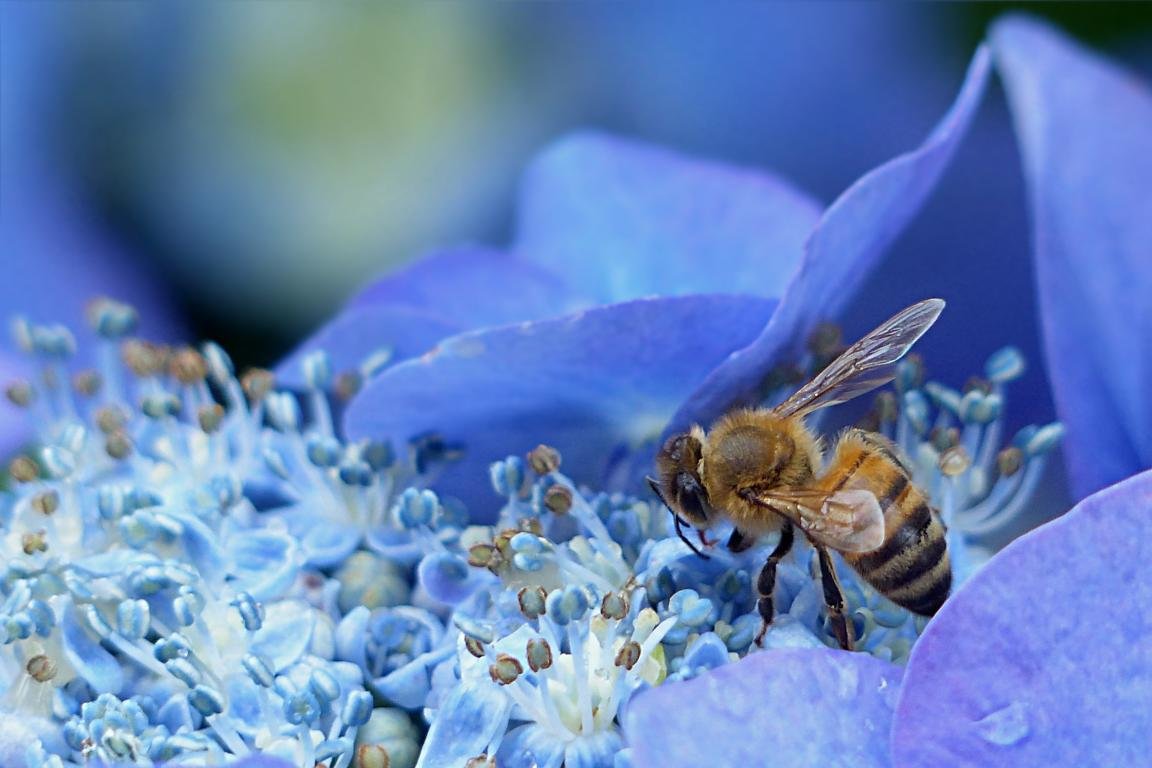 High resolution Bee hd 1152x768 background ID:460699 for computer