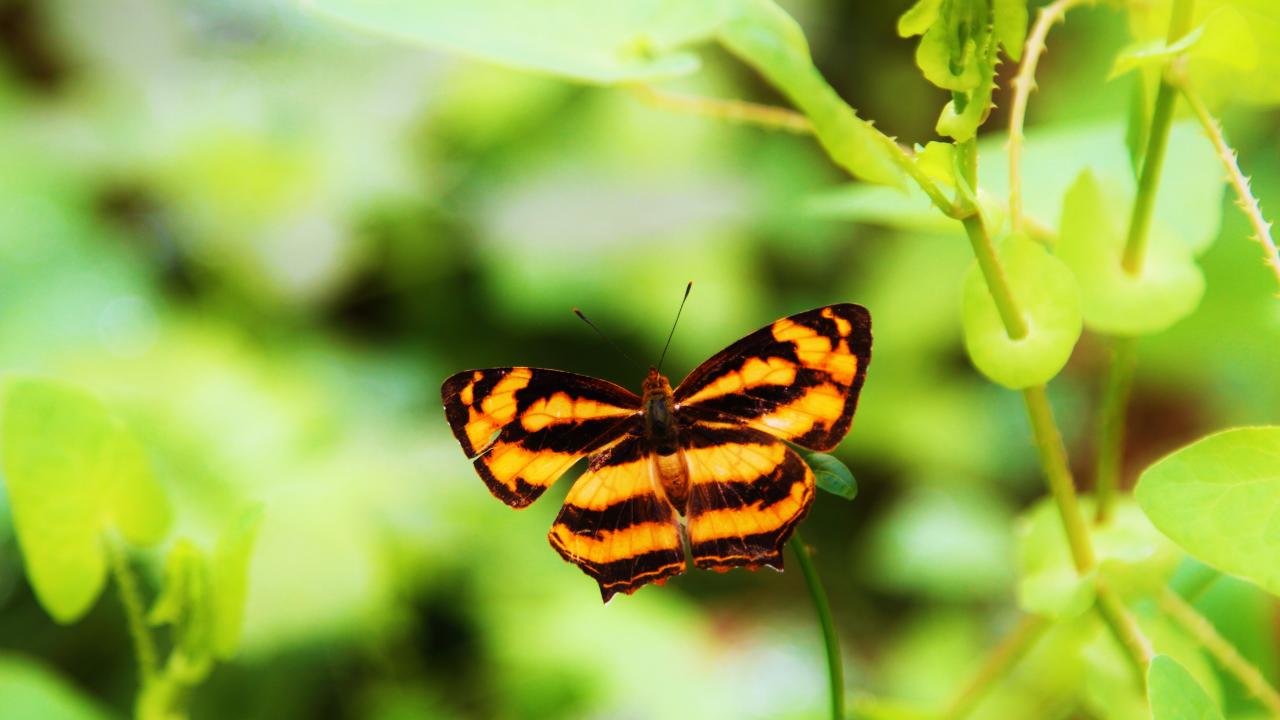 Awesome Butterfly free wallpaper ID:168471 for hd 720p desktop