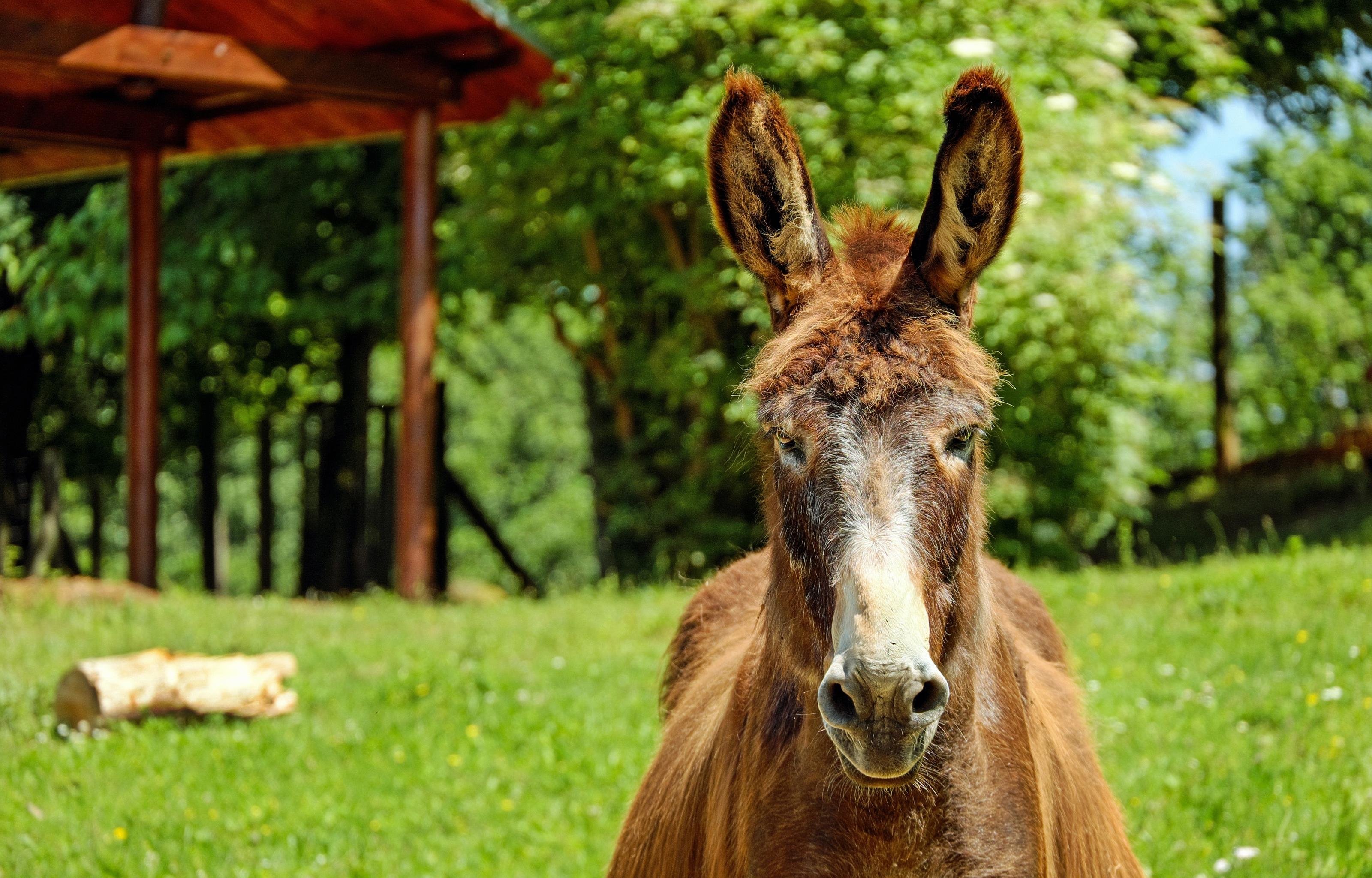 Awesome Donkey free wallpaper ID:194070 for hd 3200x2048 computer