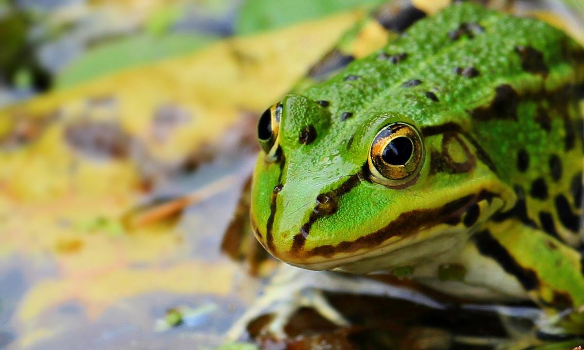 Best Frog wallpaper ID:328931 for High Resolution hd 1200x720 PC