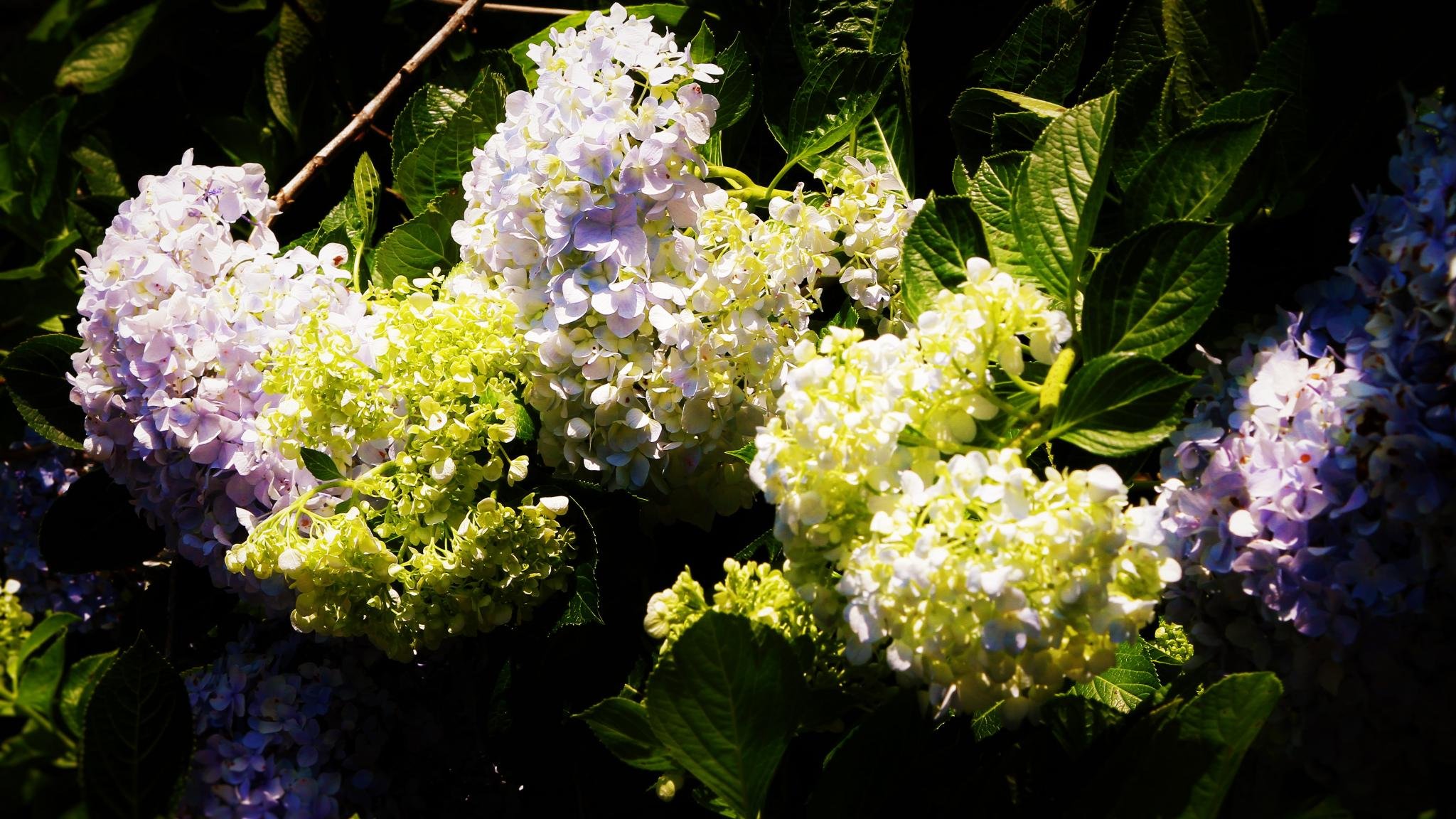 Awesome Hydrangea free background ID:282318 for hd 2048x1152 PC