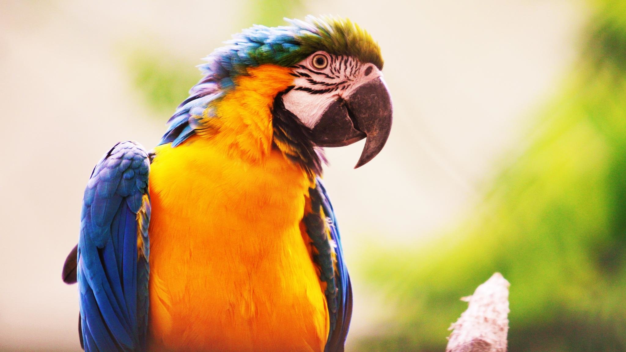 Free Macaw high quality wallpaper ID:46478 for hd 2048x1152 PC