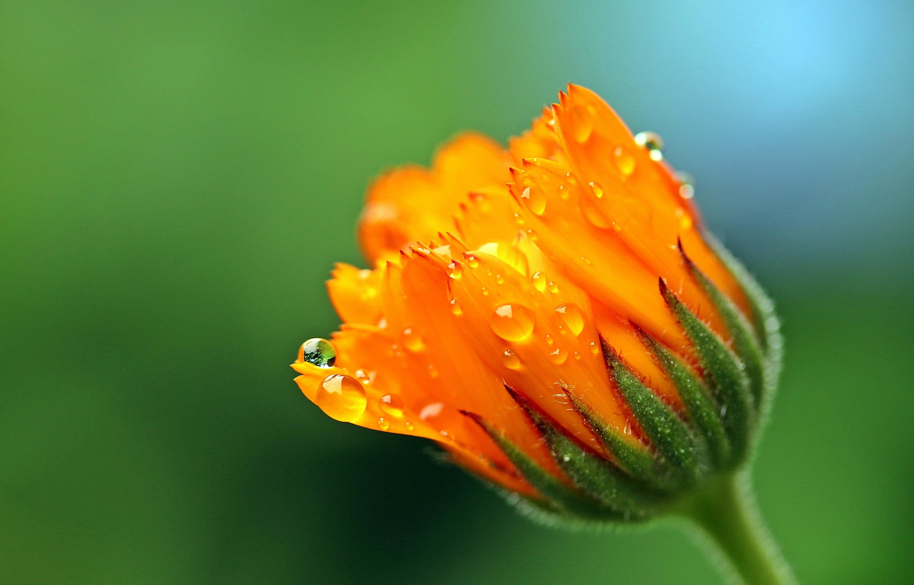 Free download Marigold background ID:122684 hd 3200x2048 for desktop