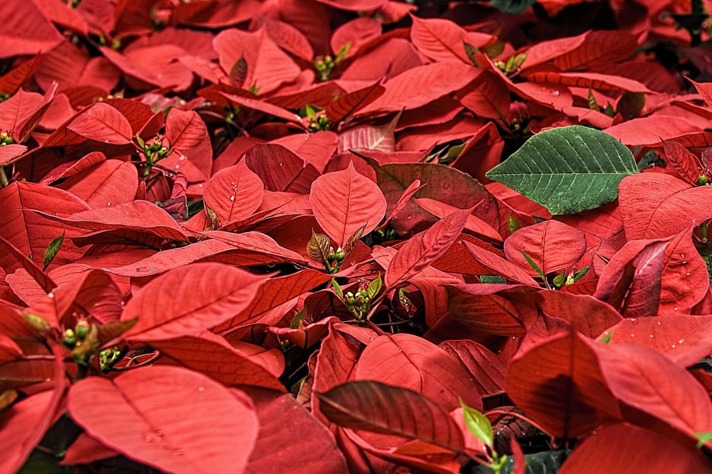 Awesome Poinsettia free background ID:194694 for hd 1440x960 computer