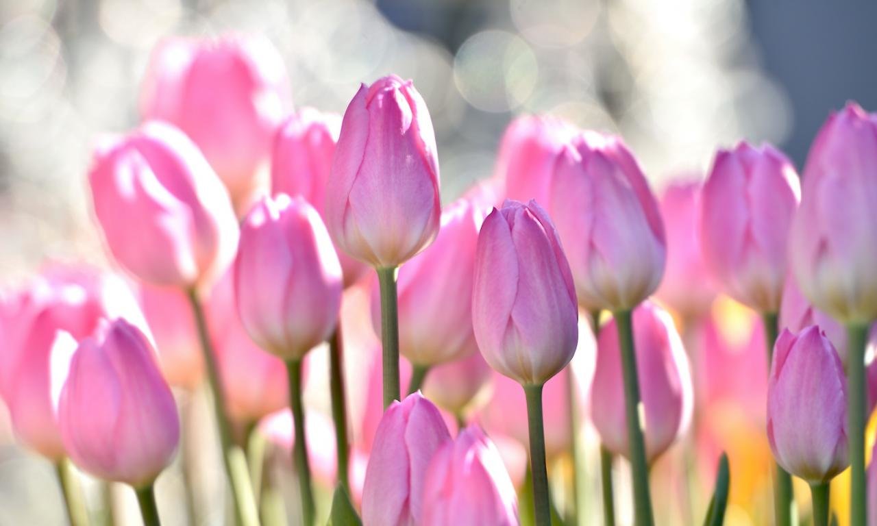 Free download Tulip background ID:157559 hd 1280x768 for computer