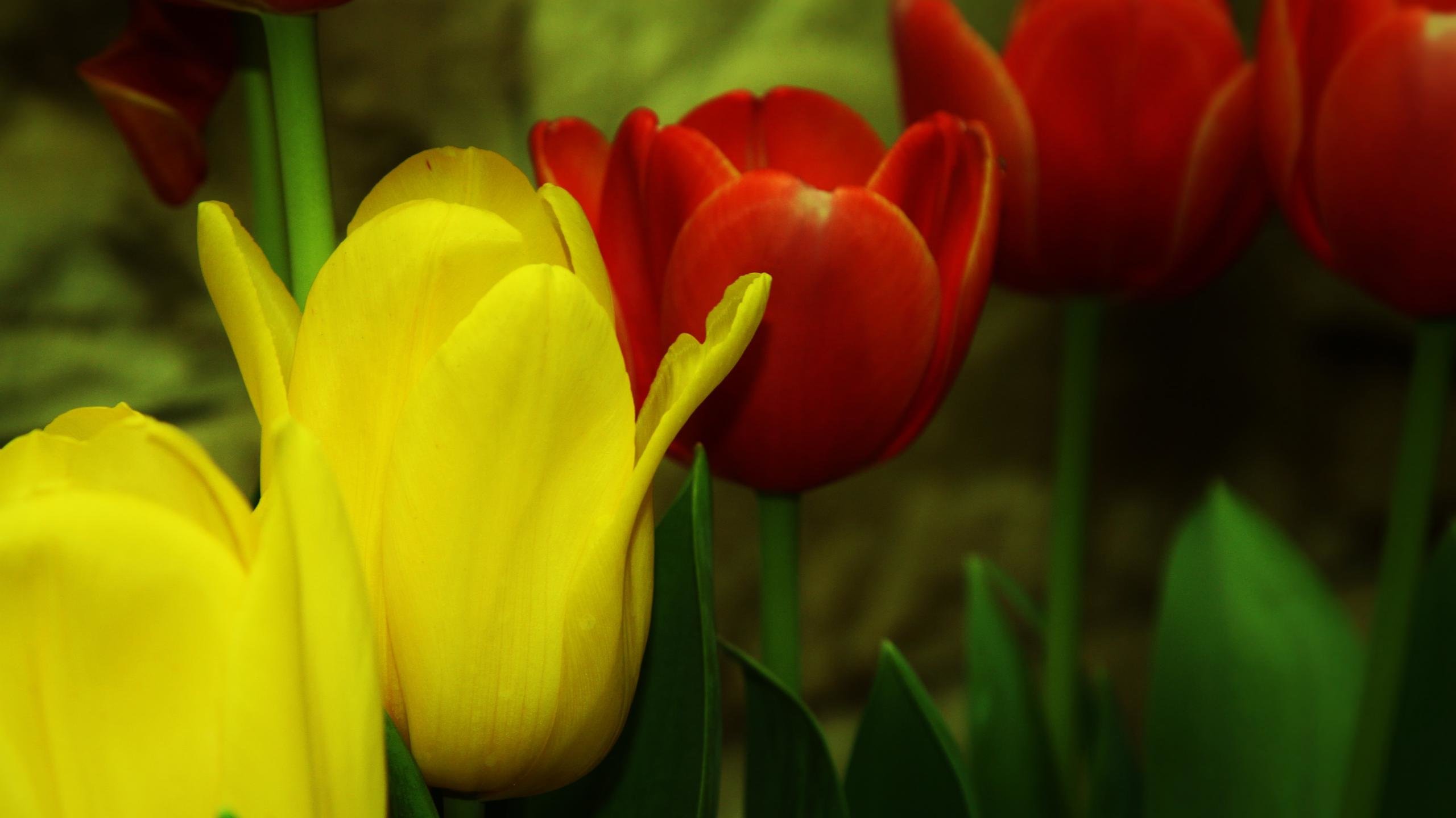 Awesome Tulip free background ID:157257 for hd 2560x1440 desktop