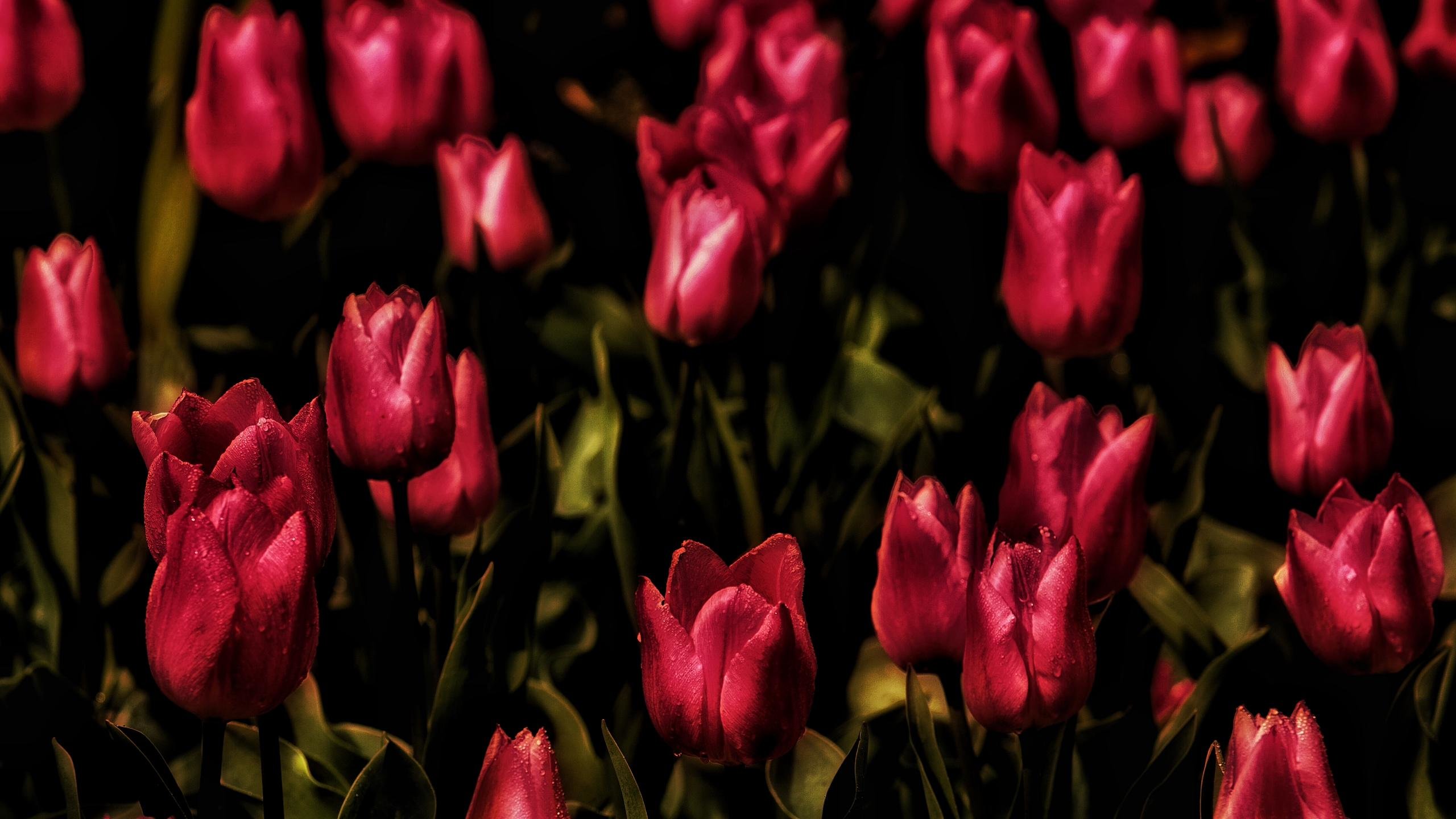 Awesome Tulip free background ID:157837 for hd 2560x1440 computer
