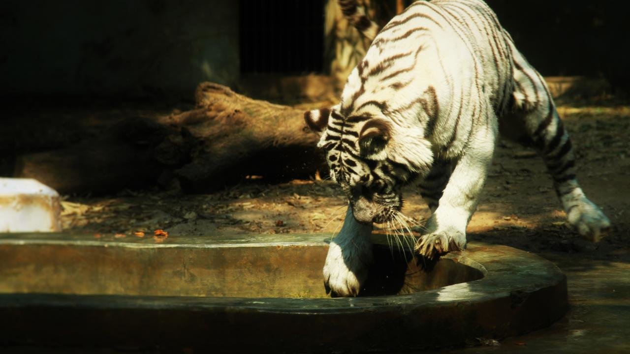 Awesome White Tiger free background ID:175053 for hd 720p desktop