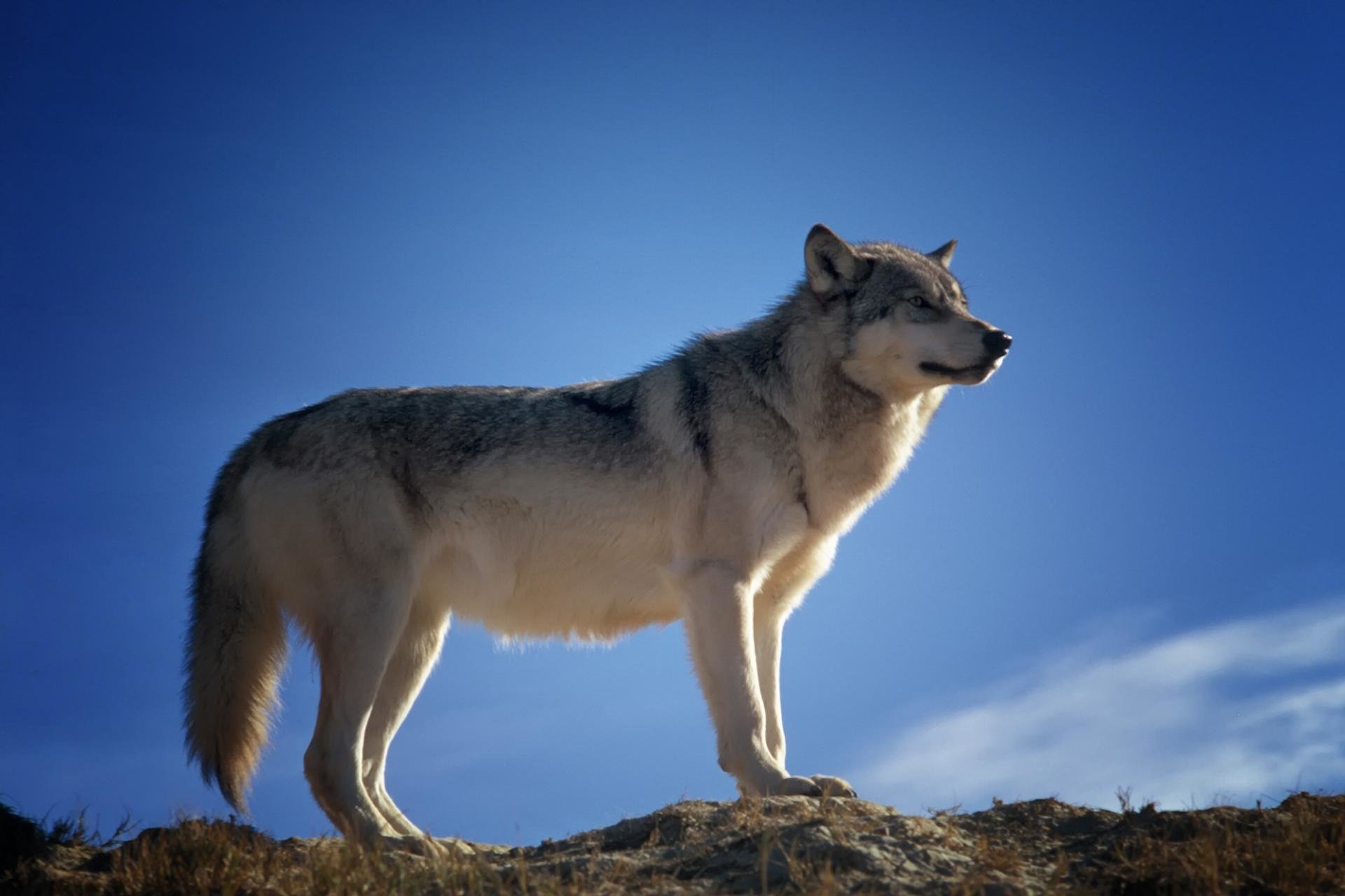 Awesome Wolf free background ID:118217 for hd 1920x1280 desktop