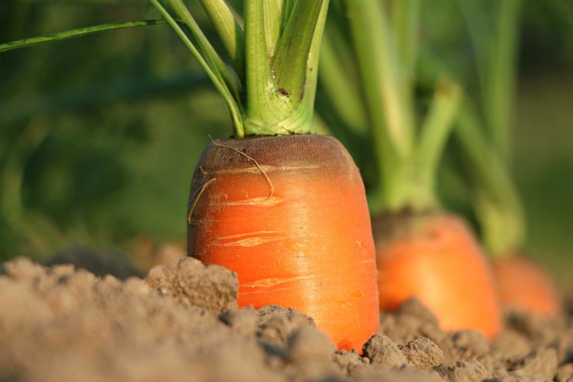 Free download Carrot wallpaper ID:89973 hd 1152x768 for computer