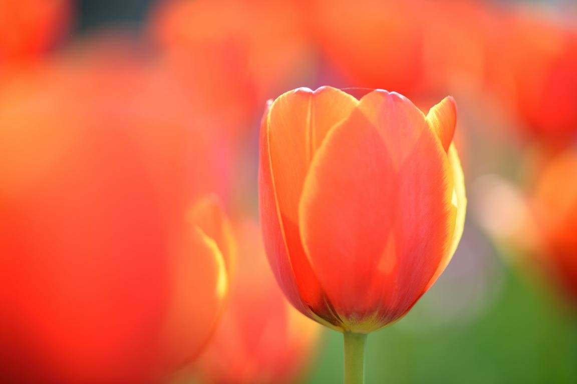 Free download Tulip background ID:157836 hd 1152x768 for desktop