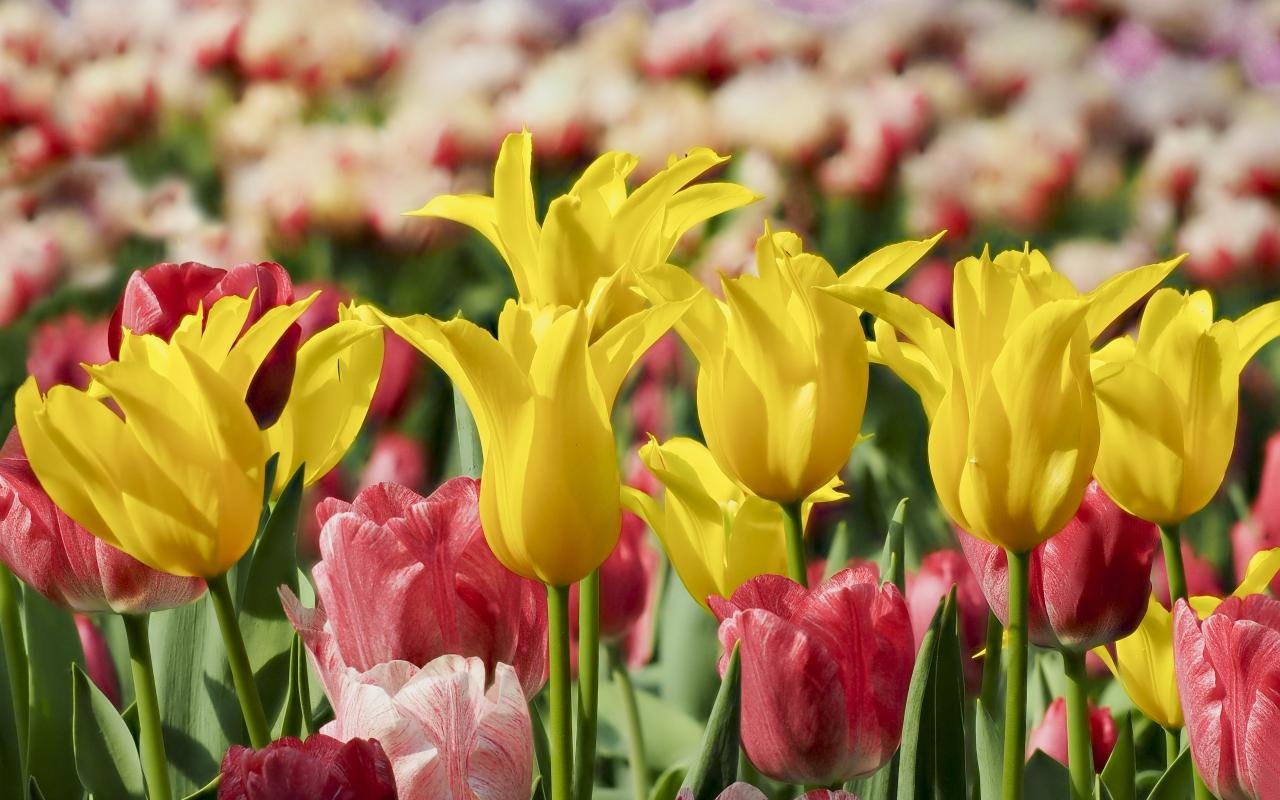 Free Tulip high quality background ID:157556 for hd 1280x800 PC