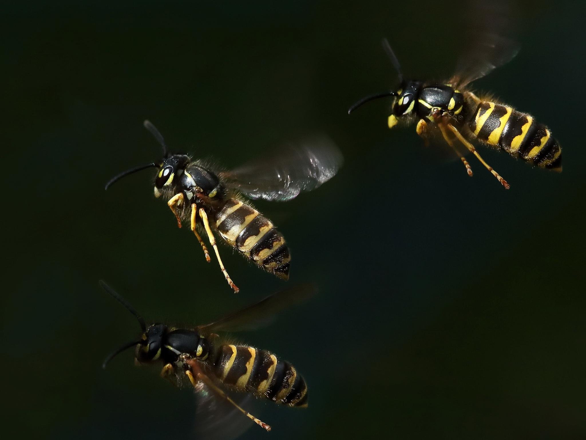 Free Wasp high quality background ID:48149 for hd 2048x1536 PC