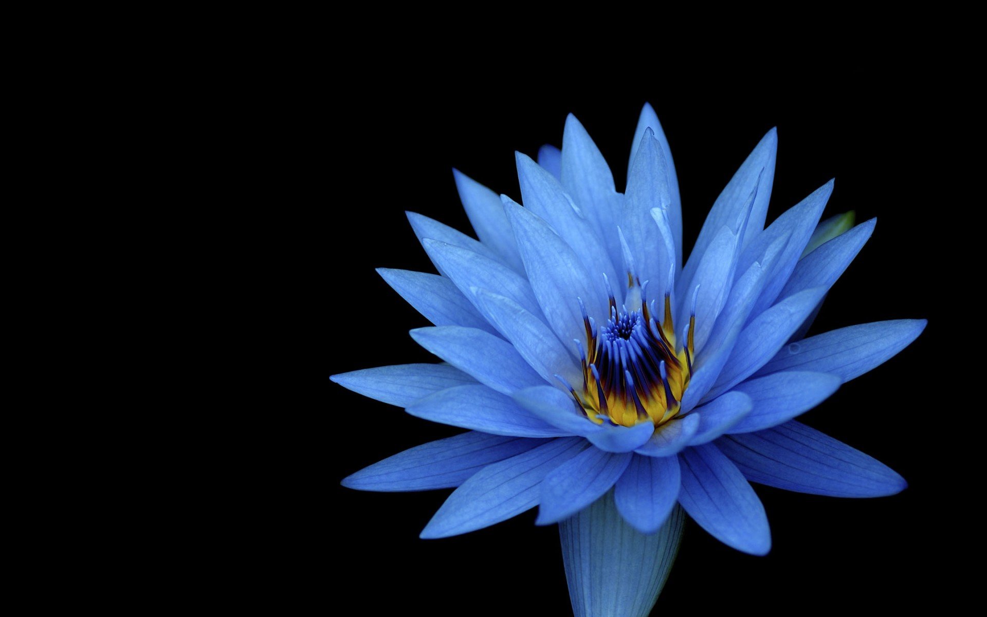Awesome Lotus flower free wallpaper ID:48415 for hd 1920x1200 PC