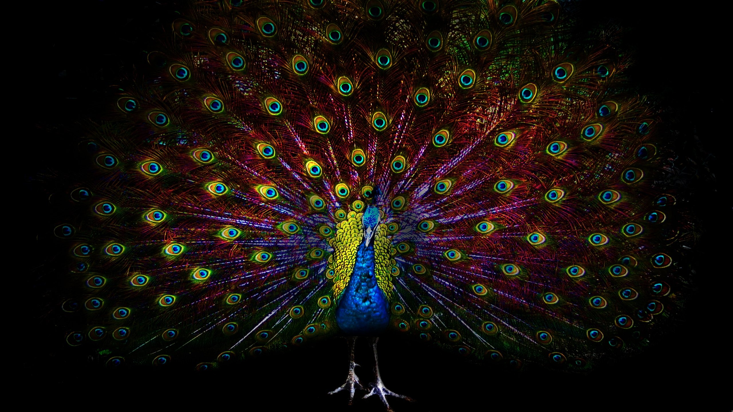 Free Peacock high quality wallpaper ID:151741 for hd 2560x1440 PC