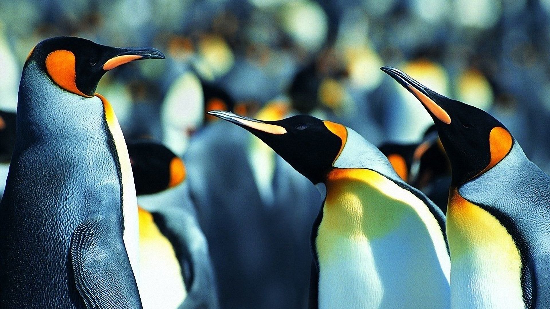 Free Penguin high quality wallpaper ID:149408 for full hd 1920x1080 PC