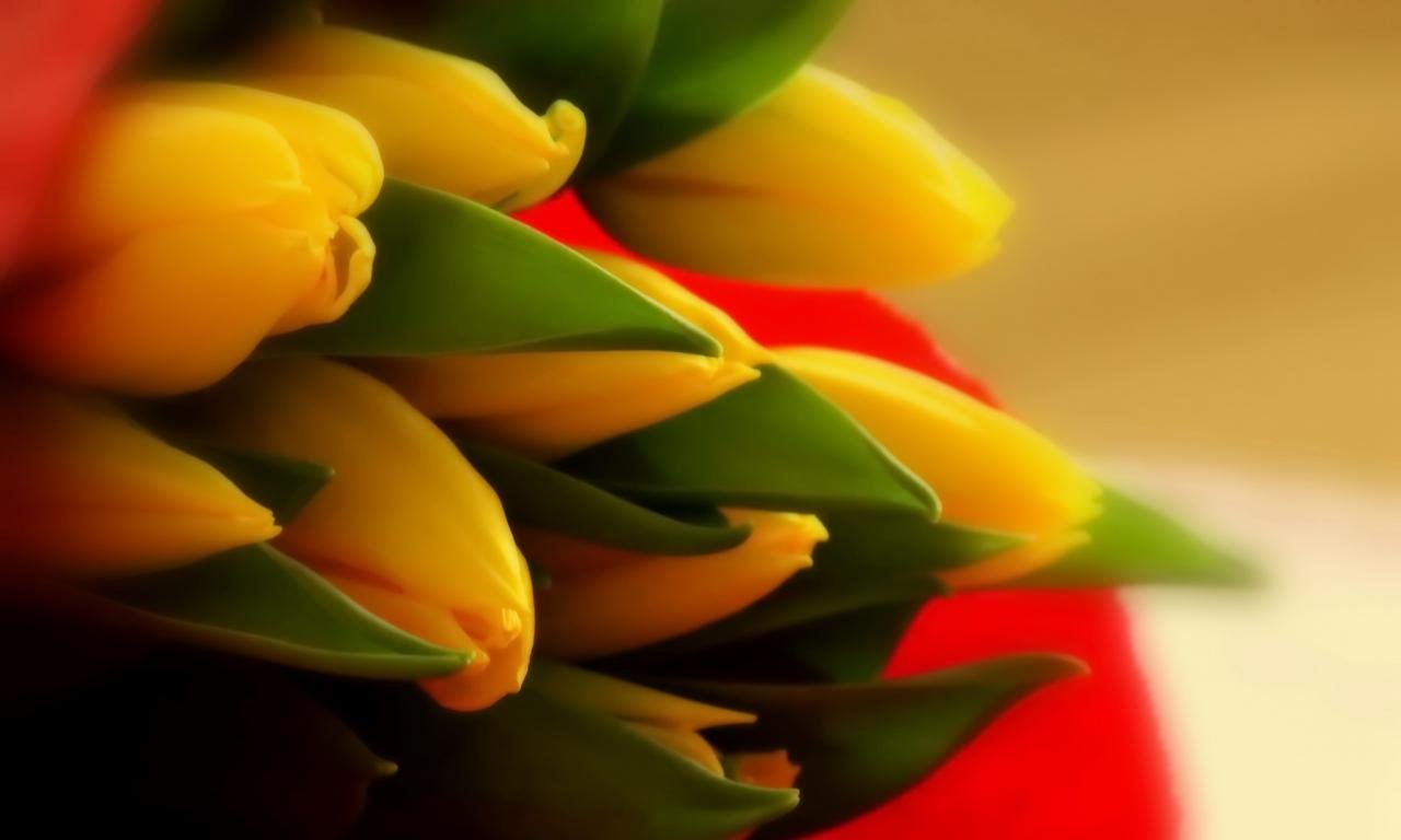 Awesome Tulip free wallpaper ID:157554 for hd 1280x768 desktop