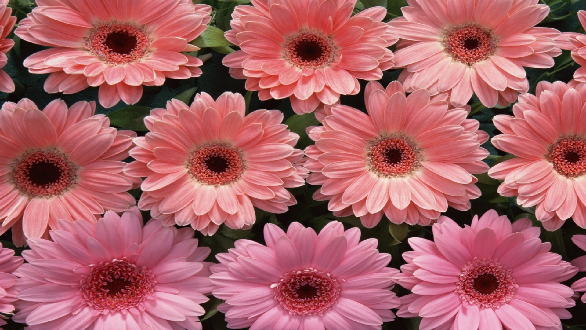 High resolution Gerbera 1080p background ID:119576 for PC