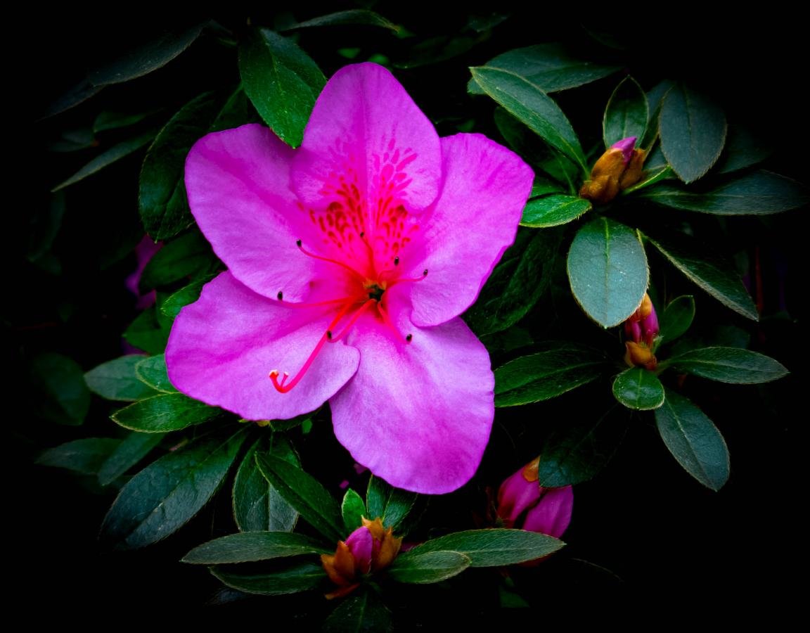 Free Pink Flower high quality background ID:289679 for hd 1152x900 PC