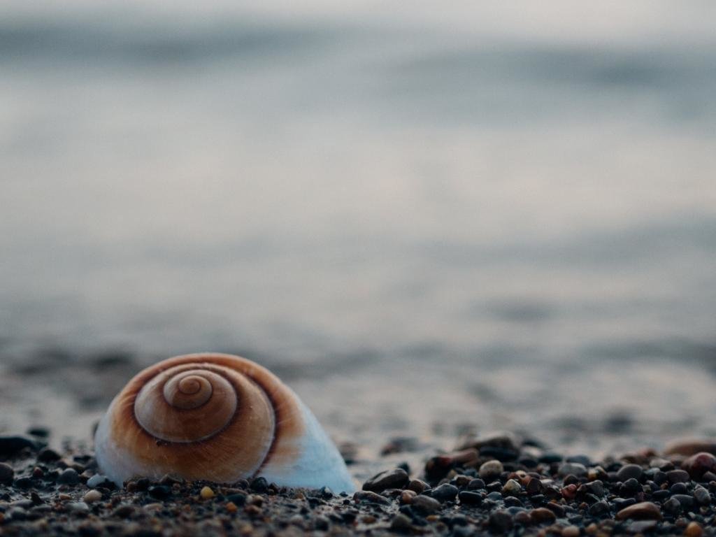 Download hd 1024x768 Shell computer background ID:449890 for free