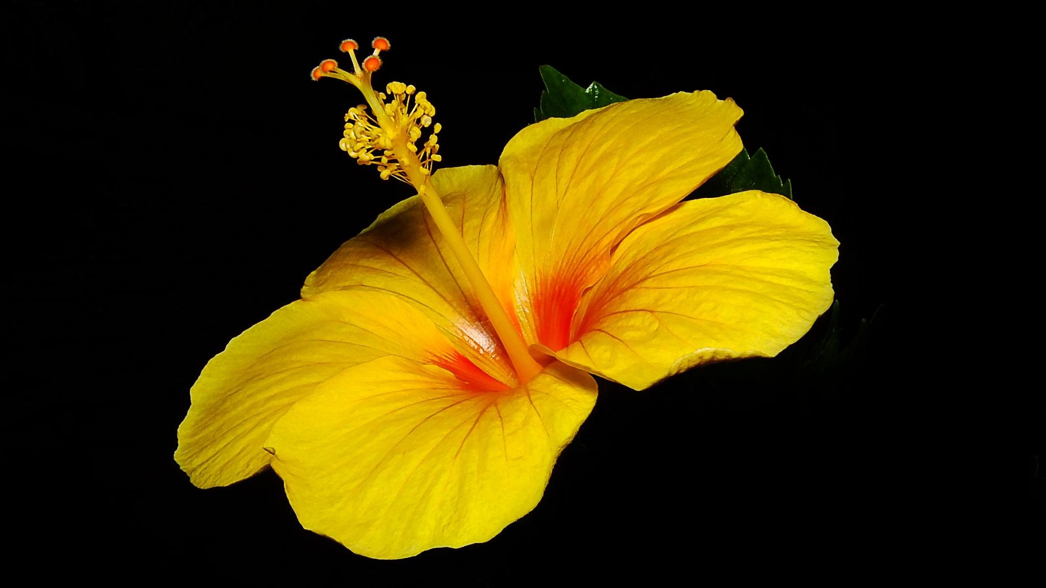 Best Hibiscus wallpaper ID:24437 for High Resolution hd 2048x1152 PC
