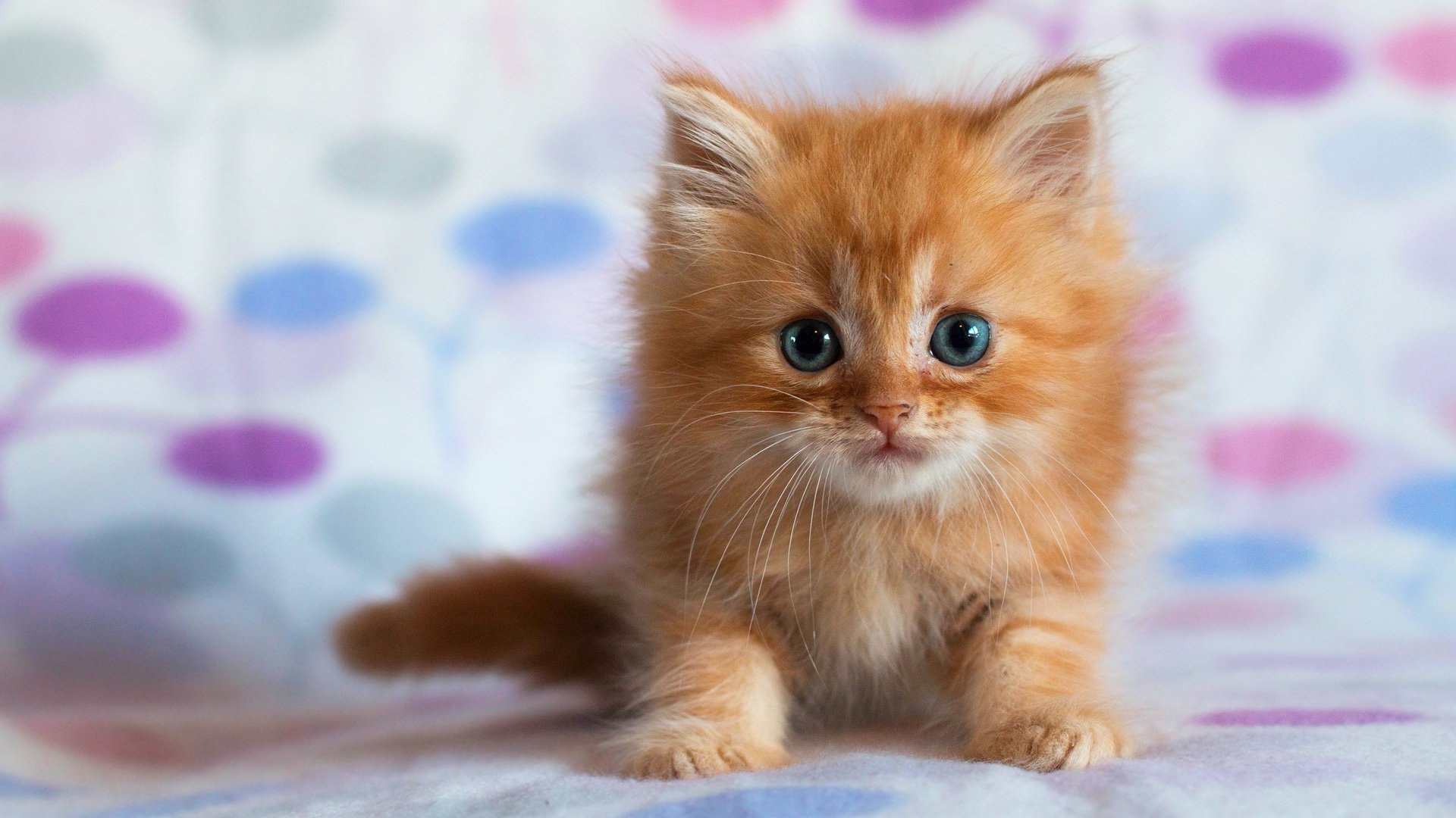Download hd 1080p Kitten computer wallpaper ID:427453 for free
