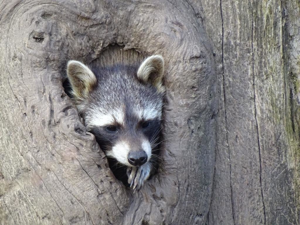 Download hd 1024x768 Raccoon computer wallpaper ID:185506 for free