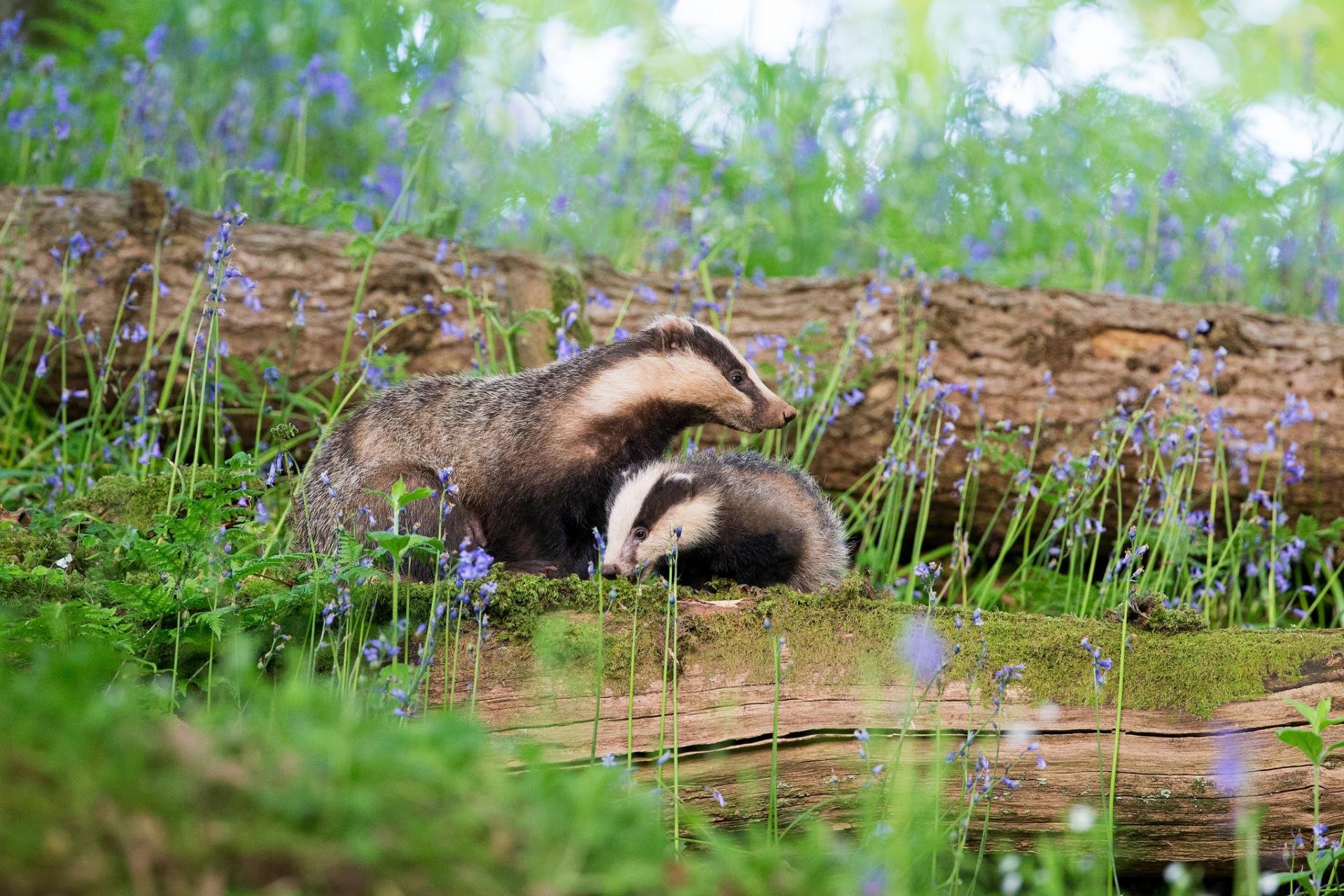 Free download Badger wallpaper ID:142316 hd 1920x1280 for PC
