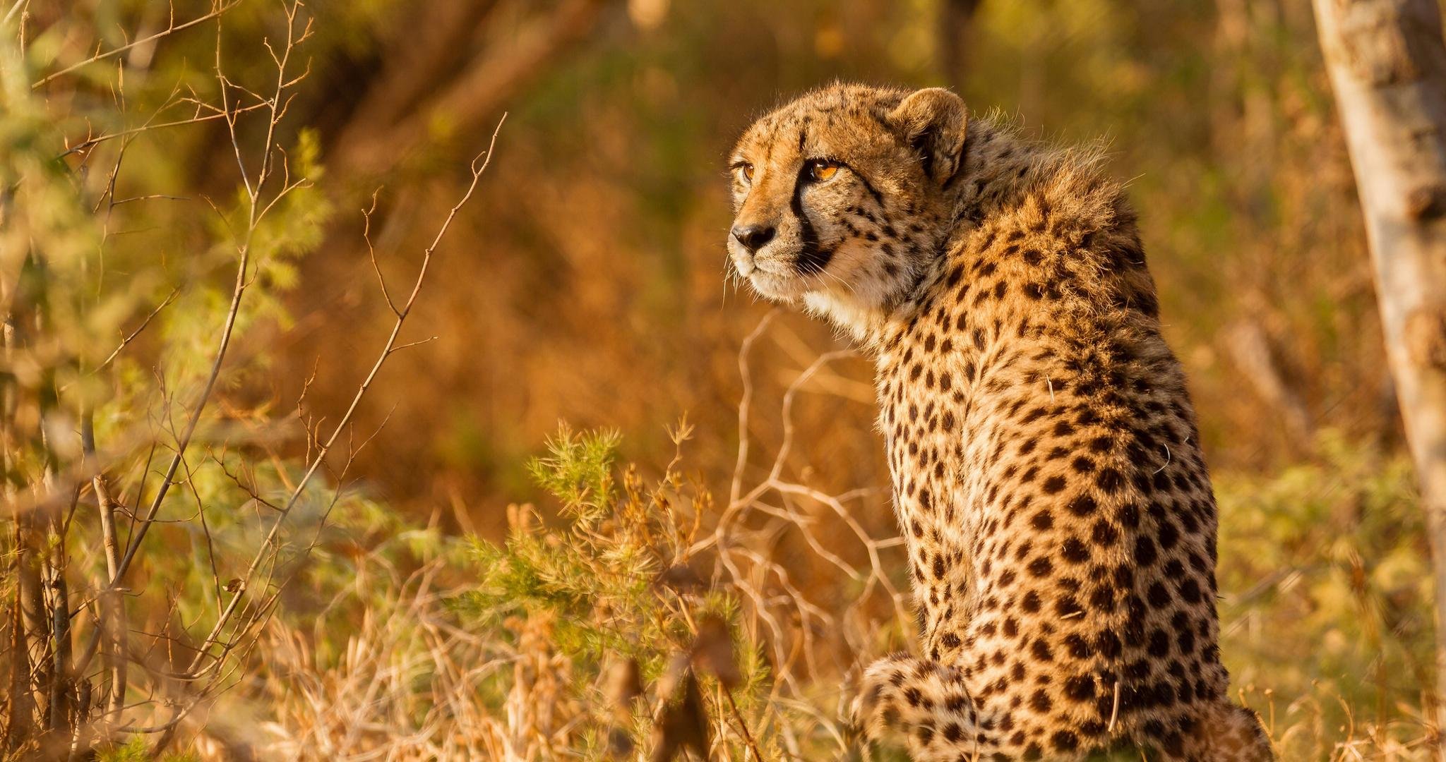 Download hd 2048x1080 Cheetah PC background ID:161803 for free