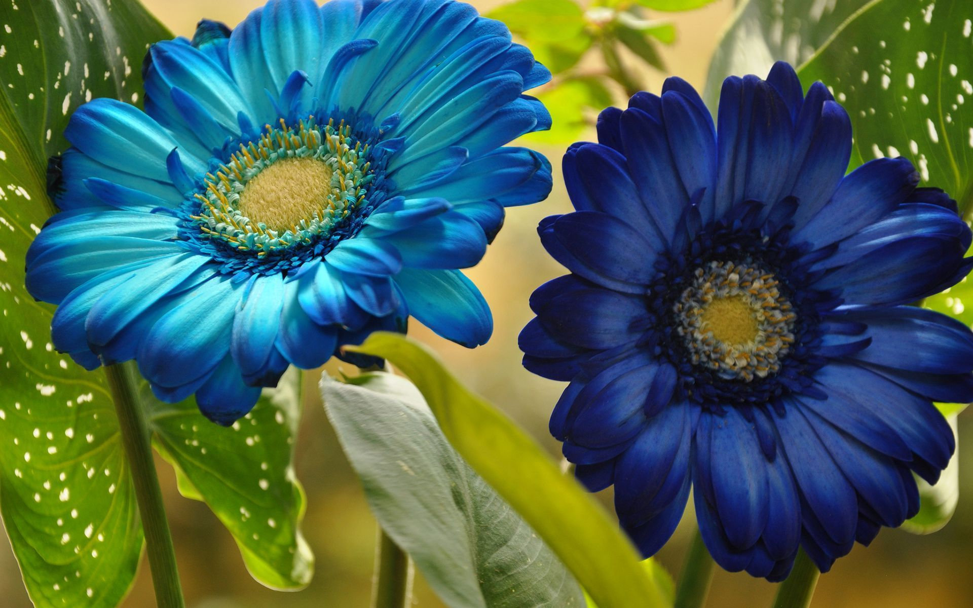 Awesome Gerbera free background ID:119502 for hd 1920x1200 PC